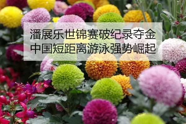 潘展乐世锦赛破纪录夺金 中国短距离游泳强势崛起